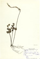 藏品(臺灣黃芩(臺灣立浪草))的圖片